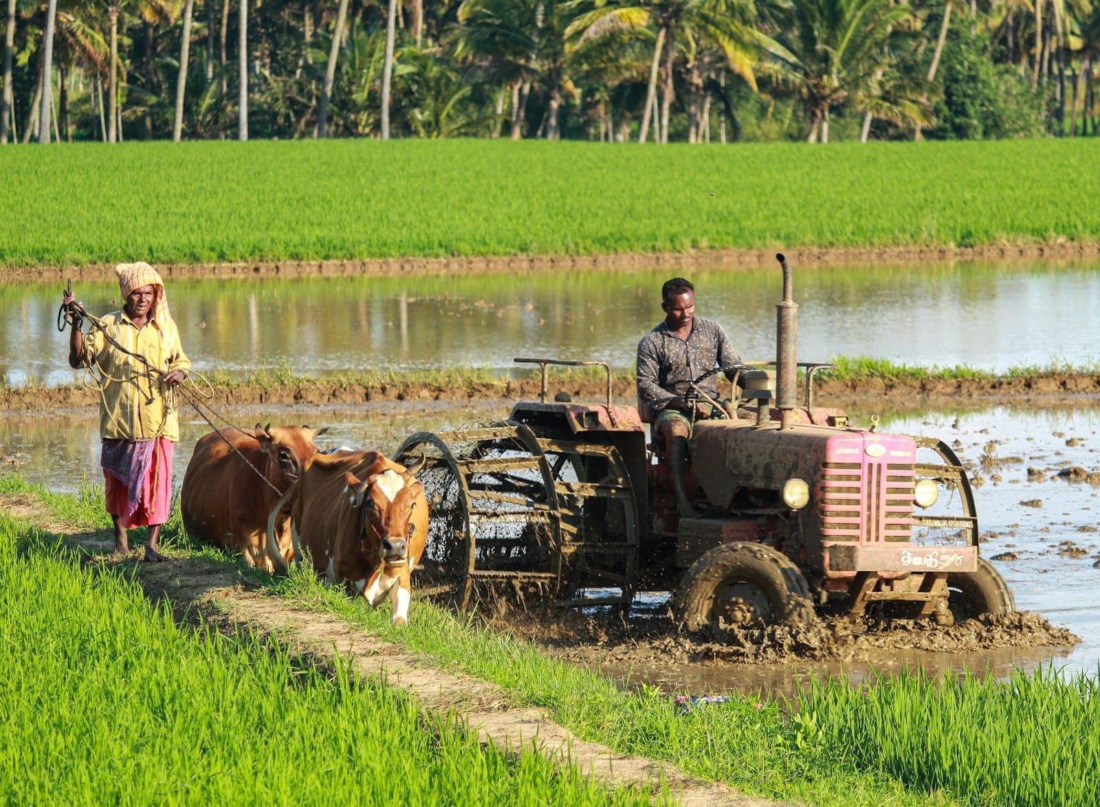 Farmers working rice fields with coconut palms beyond